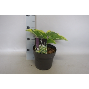 vaste planten 19 cm  Hosta Wide Brim afd.1