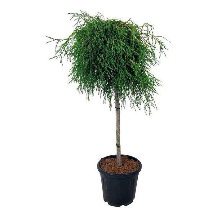 <h4>Thuja pl. 'Kager's Beauty'</h4>