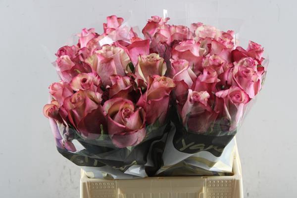 <h4>R Gr Vintage L 40</h4>