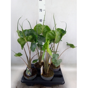 Alocasia macrorrhizos 'Stingray'