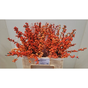 ILEX VE OUDIJ ORANGE