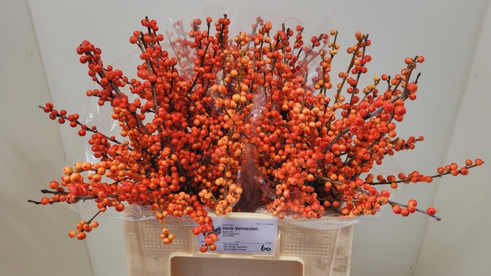 <h4>ILEX VE OUDIJ ORANGE</h4>