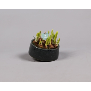 Keramiek tolpot met narcis