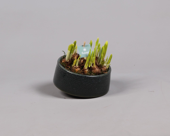 <h4>Keramiek tolpot met narcis</h4>