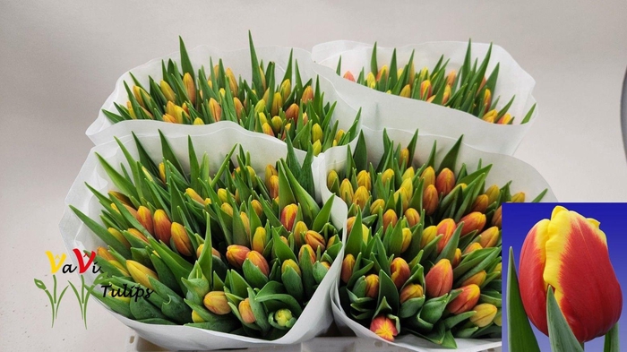 <h4>TU EN DENMARK</h4>