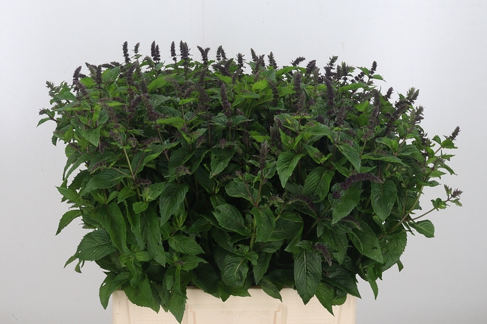 <h4>Mentha Purple Sensation</h4>