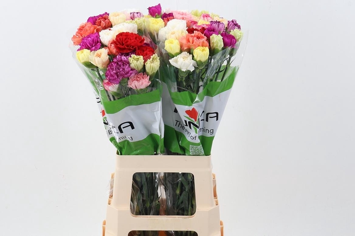 <h4>Di St Rainbow Mix</h4>