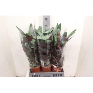 Calathea gemengd 3 soorten