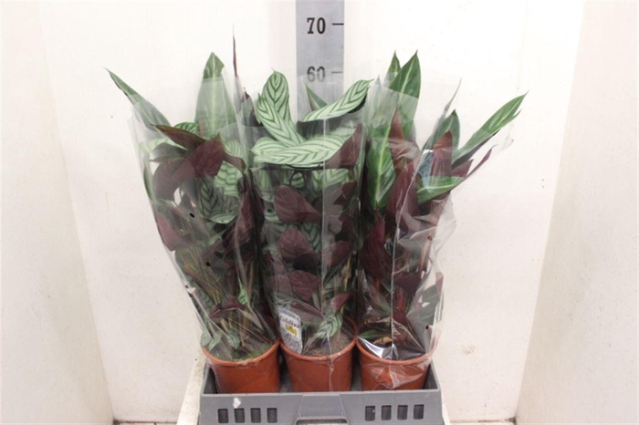 <h4>Calathea gemengd 3 soorten</h4>