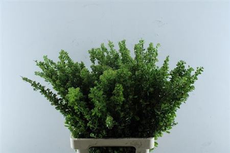 <h4>Spir Nip Snowmound</h4>