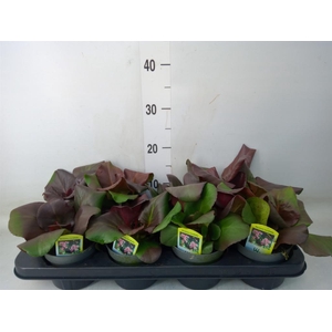 Bergenia cordifolia 'Purpurea'