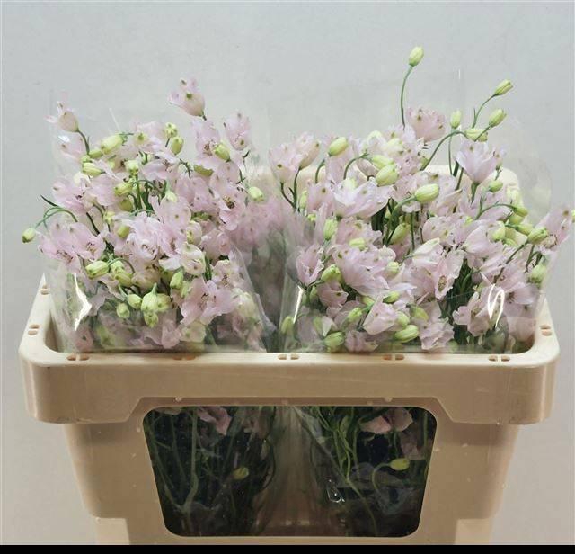 <h4>DELPH EN ENERGY PINK</h4>