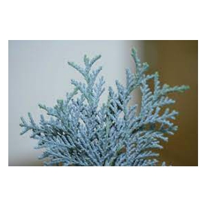 CONIFEER BLAUW 5 KG