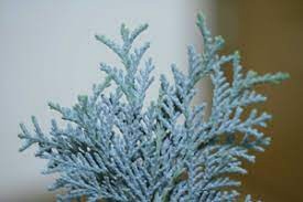 CONIFEER BLAUW 5 KG