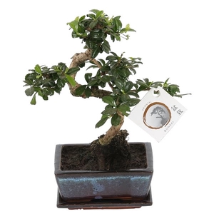 Bonsai 'Carmona macr.' in ø15cm Ceramic S-Shape with Saucer