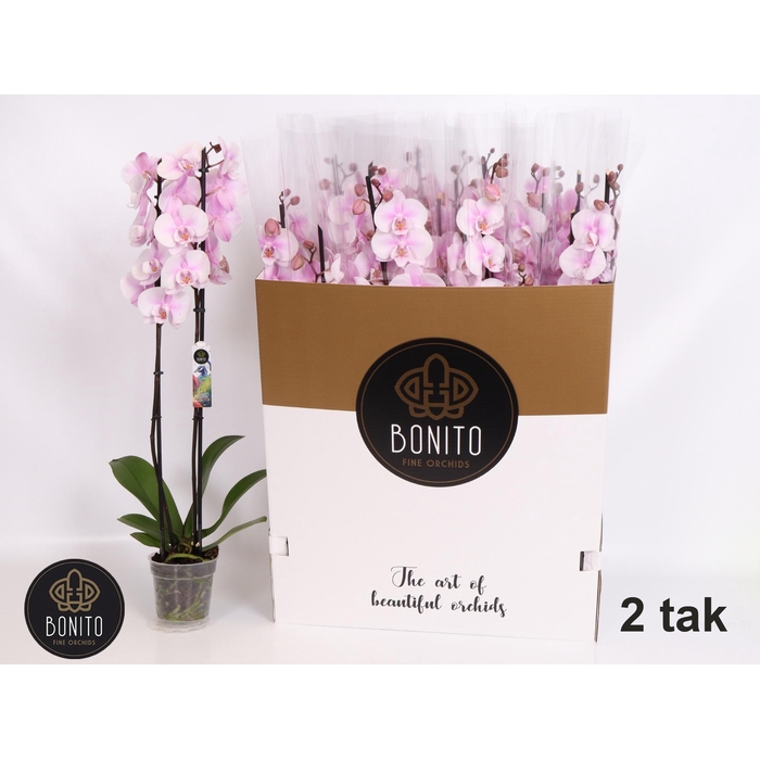 <h4>PHAL AN ALTEA</h4>