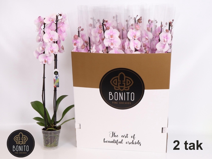 <h4>PHAL OV ROZE</h4>