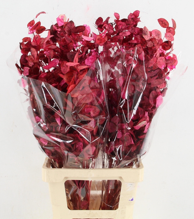 <h4>DROOGBL BEWERKT H%</h4>