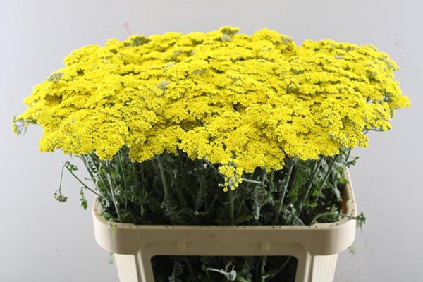 <h4>Achillea Moonshine Woodst</h4>