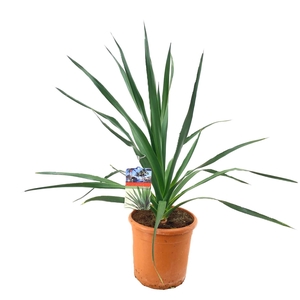 Dracaena Draco