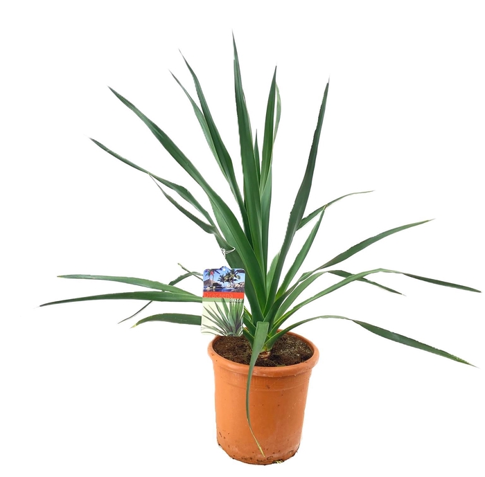 <h4>Dracaena Draco</h4>