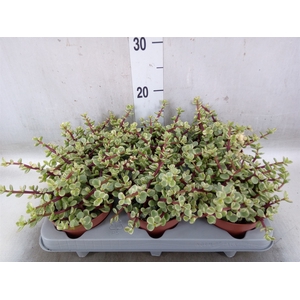 Portulacaria afra 'Variegata'