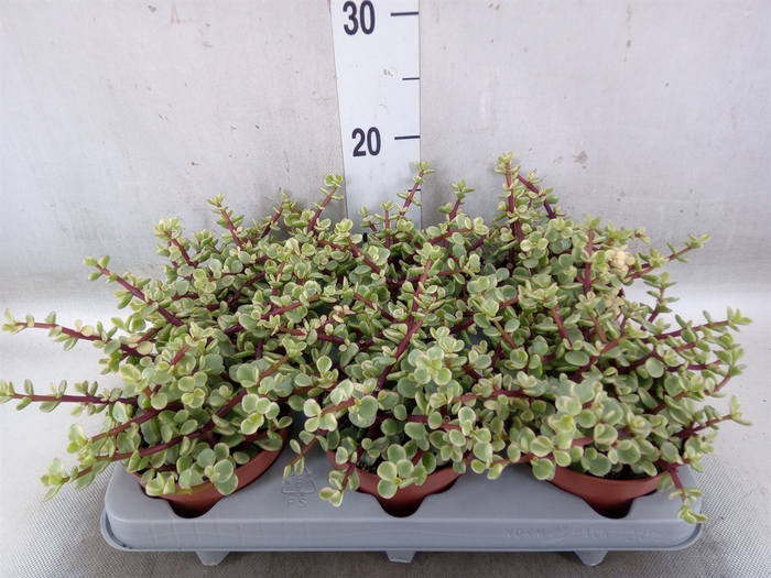 <h4>Portulacaria afra 'Variegata'</h4>