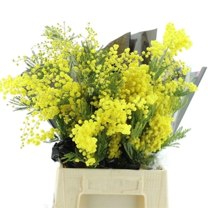 ACACIA BAILEYA BL BS