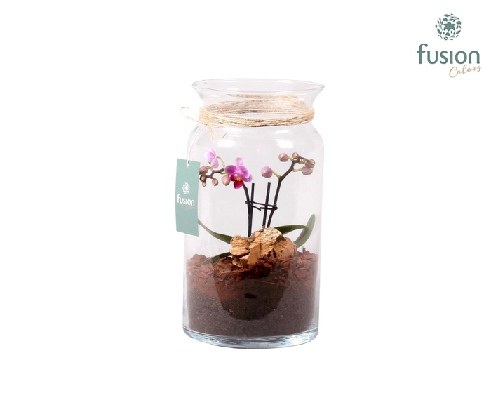 <h4>Glazen melkbus met Phalaenopsis D15.5 H30</h4>