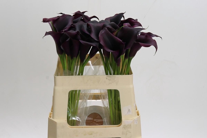 <h4>Zantedeschia Odessa</h4>