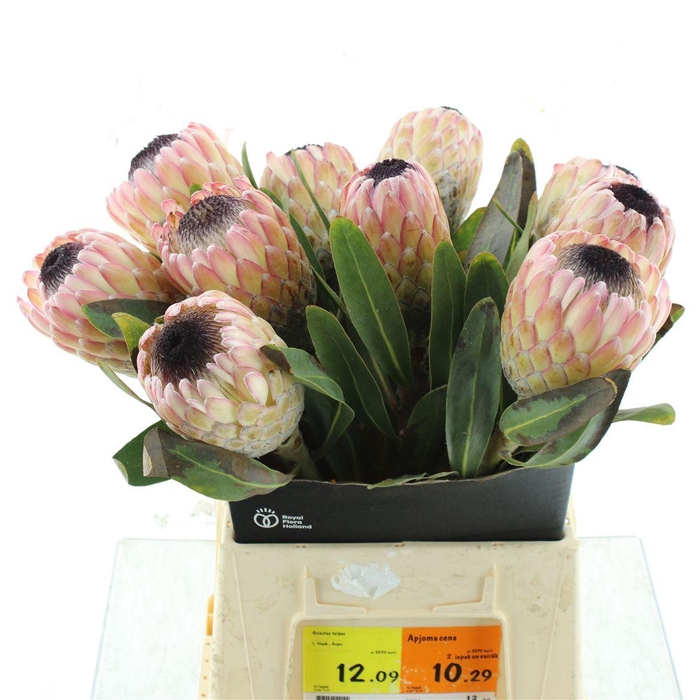 <h4>Protea Susara</h4>