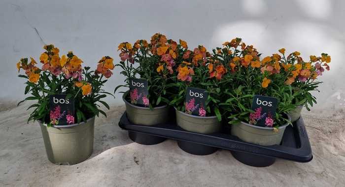 <h4>ERYS LINIFOLIUM</h4>