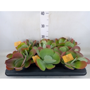Kalanchoe NF thyrsiflora