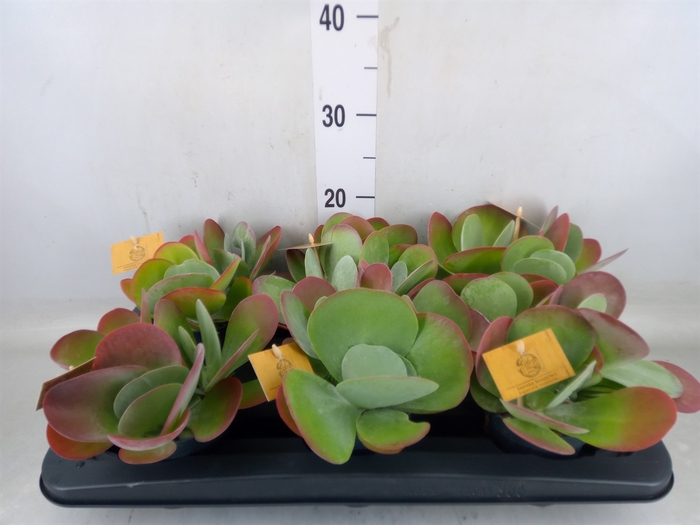 <h4>Kalanchoe NF thyrsiflora</h4>