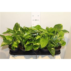 Epipr Aureum 7pp