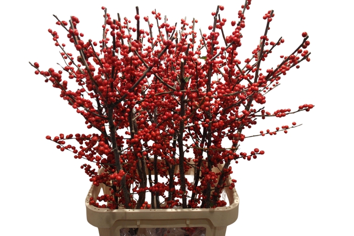 <h4>ILEX VE RODE BES</h4>