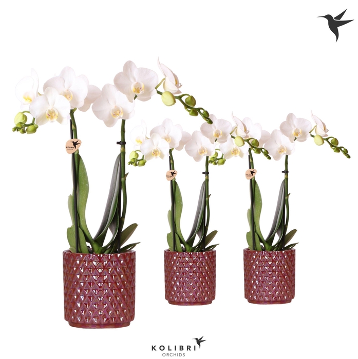 <h4>Kolibri Orchids Phalaenopsis white 2 spike in Diamond Pearl red</h4>