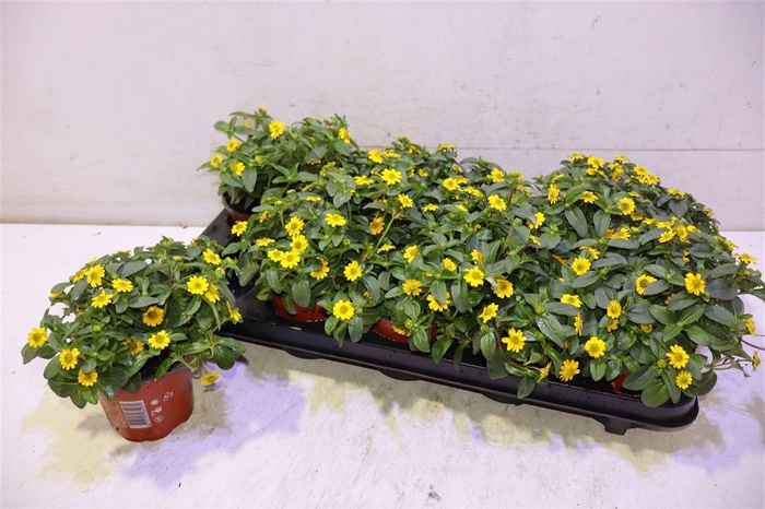 <h4>Sanv Yellow Beauty</h4>