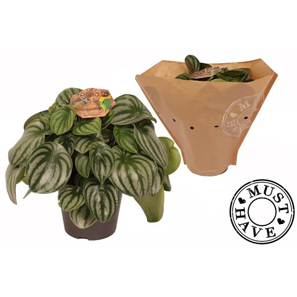 <h4>Peperomia Watermelon</h4>