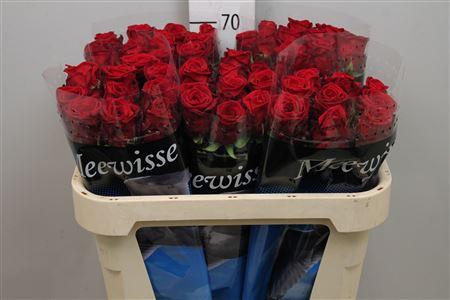 <h4>R Gr Red Naomi!</h4>