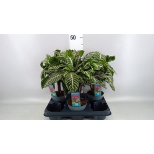 Aphelandra squar.