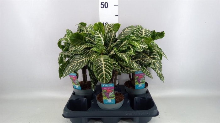 <h4>Aphelandra squar.</h4>