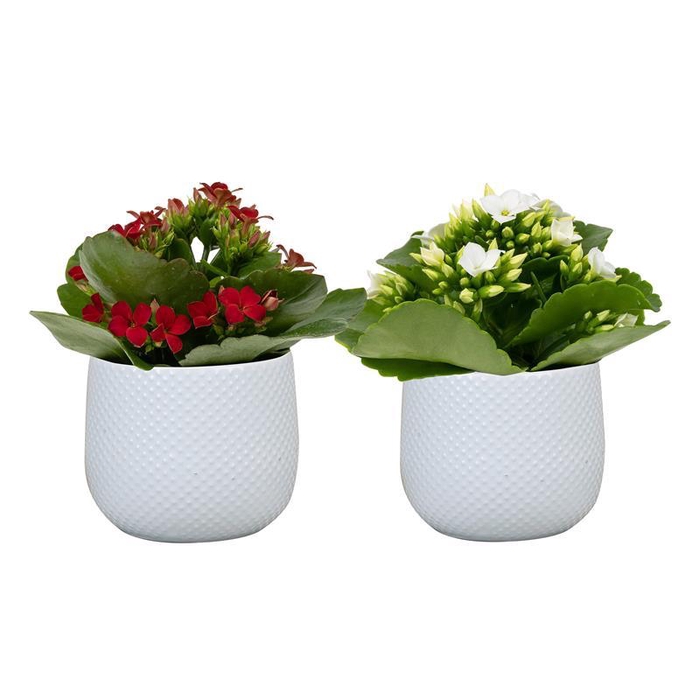 <h4>KALANCHOE BLOSSFELDIANA p6</h4>