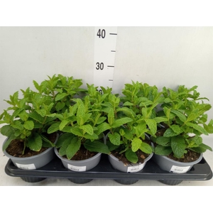 Mentha piperita