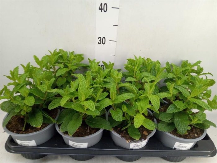 <h4>Mentha piperita</h4>