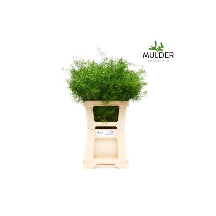 <h4>ASP DENS SPRENGERI</h4>