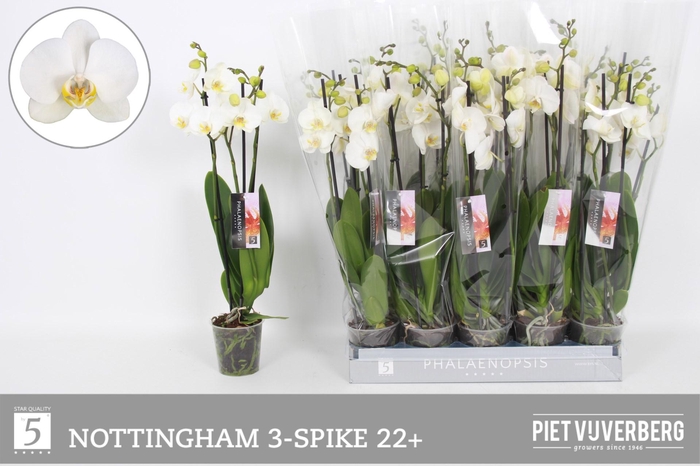 <h4>PHAL AN NOTTINGHAM</h4>