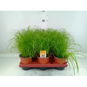 Cyperus alternifolius 'Zumula'