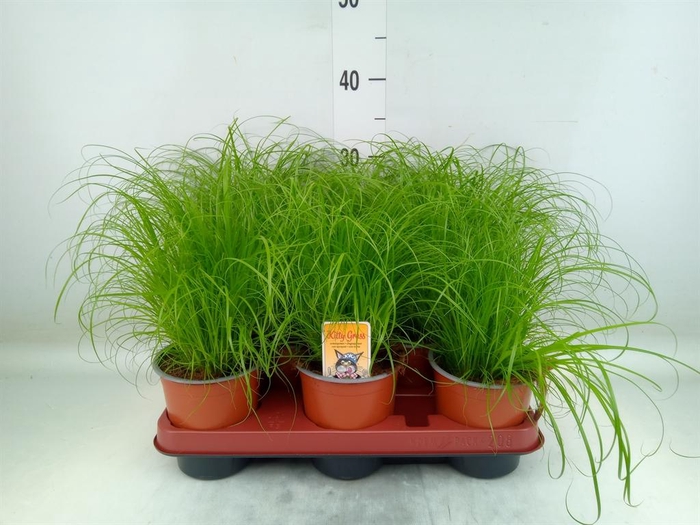 <h4>Cyperus alternifolius 'Zumula'</h4>