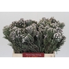 Kaaps Groen Silver Brunia